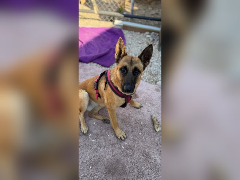 Lola, sucht einen ruhigen Platz