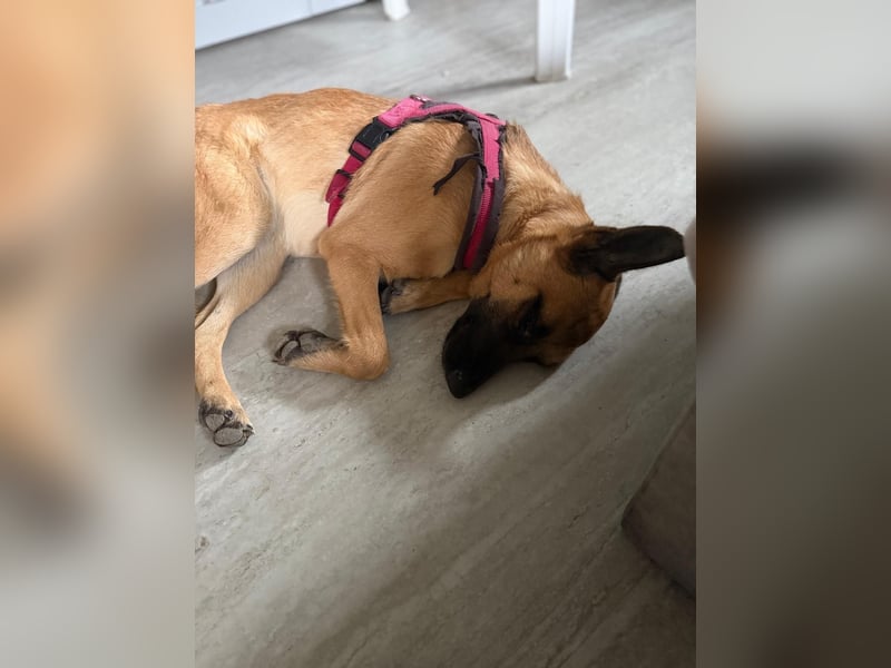 Lola, sucht einen ruhigen Platz