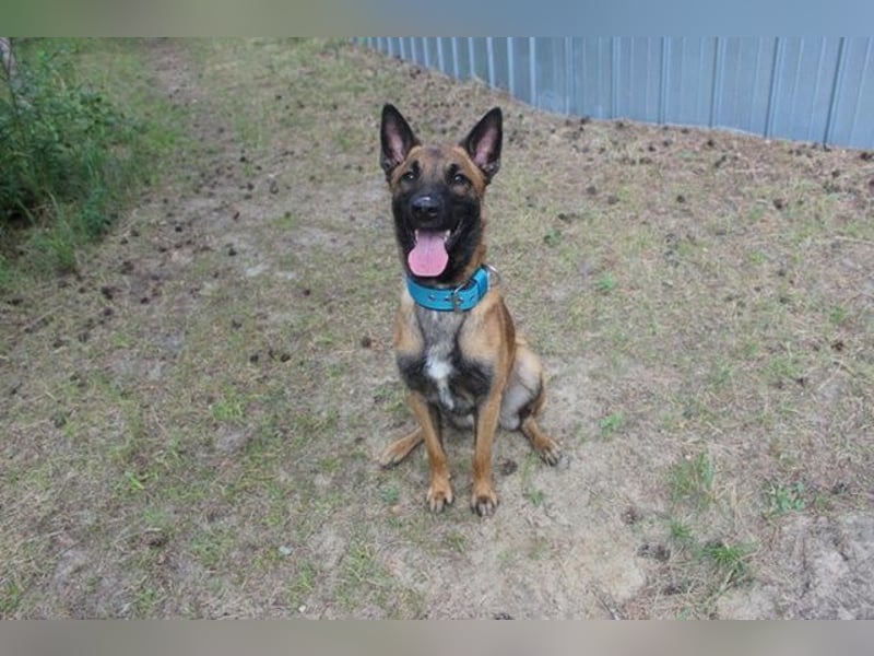 Smoky, Malinois, geb. 2024, freundlicher, aktiver Begleiter