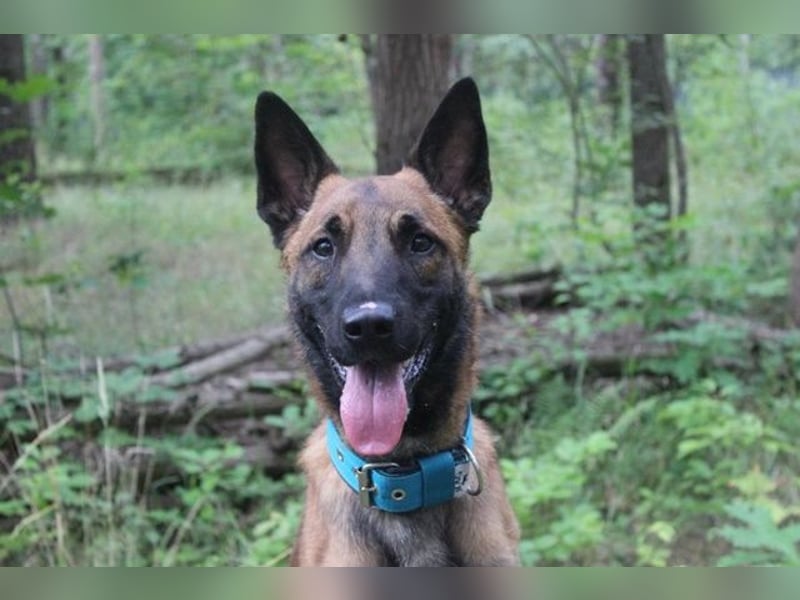 Smoky, Malinois, geb. 2024, freundlicher, aktiver Begleiter