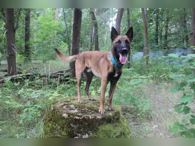 Smoky, Malinois, geb. 2024, freundlicher, aktiver Begleiter