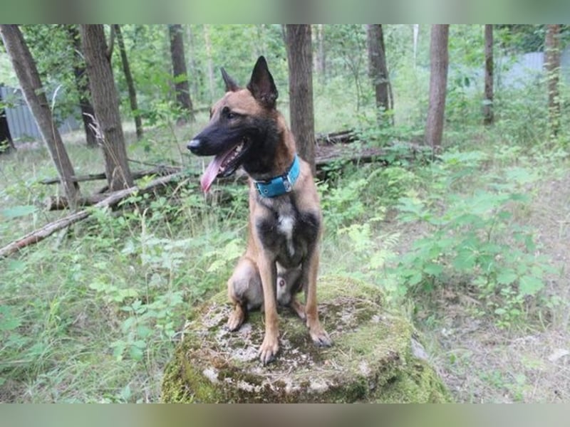 Smoky, Malinois, geb. 2024, freundlicher, aktiver Begleiter