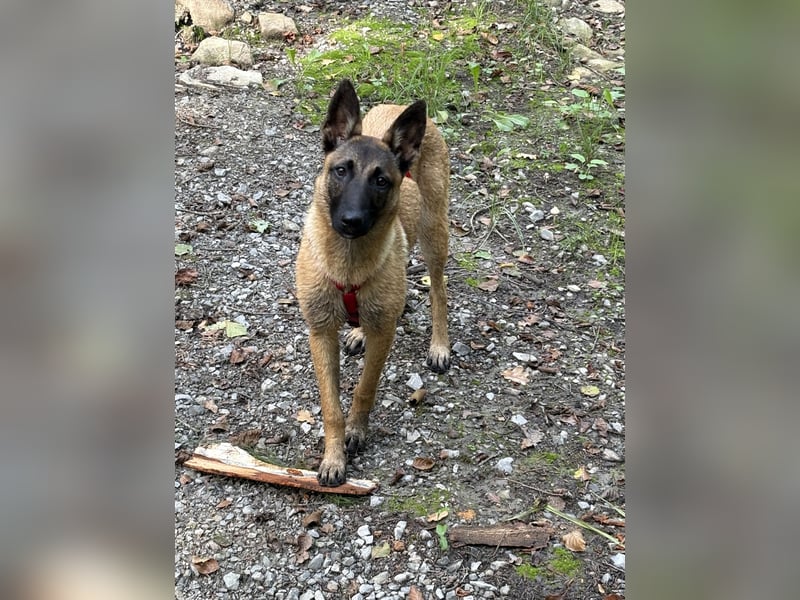 Malinois Hündin 5Monate