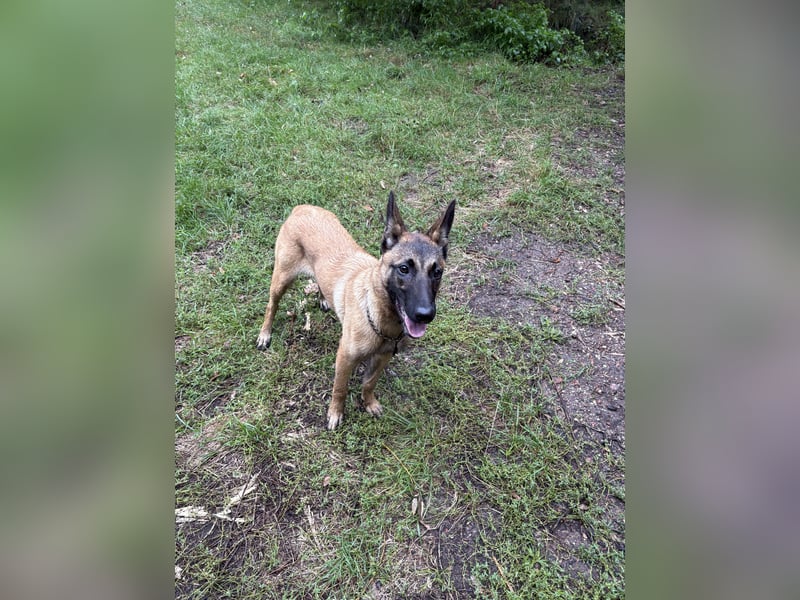 Malinois Hündin 5Monate