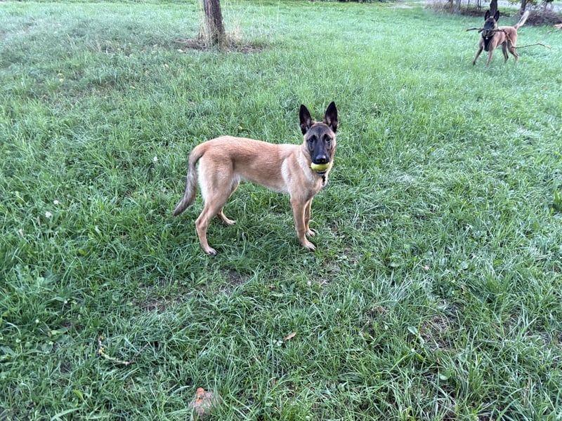 Malinois Hündin 5Monate