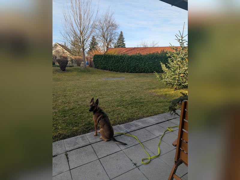 Belgische Schäferhündin
