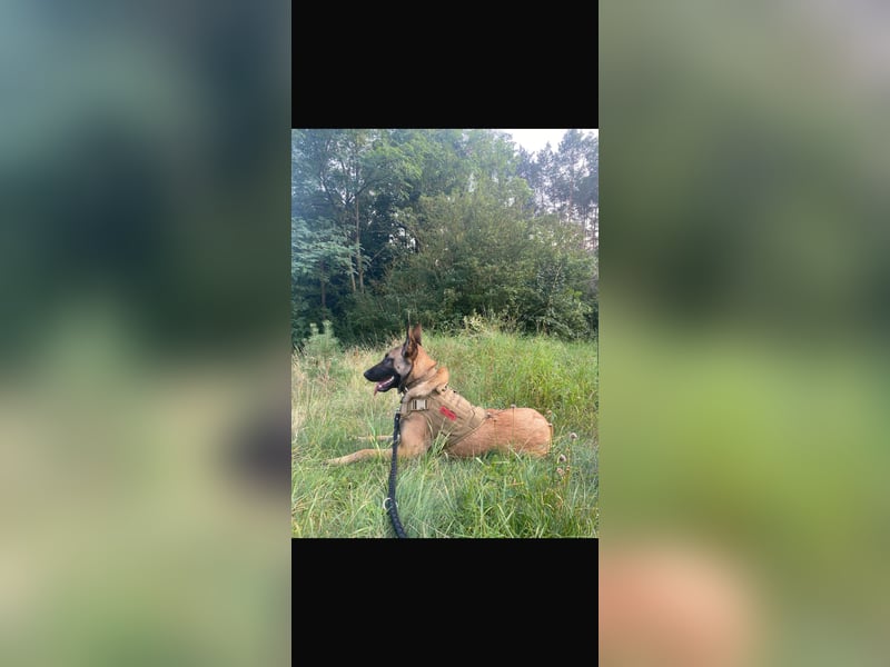 Santos sucht neues Zuhause