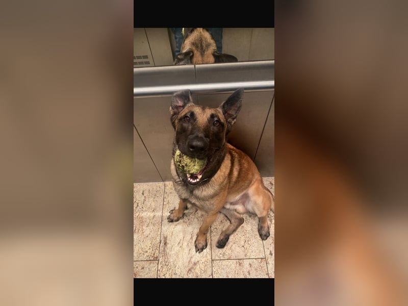 Santos sucht neues Zuhause