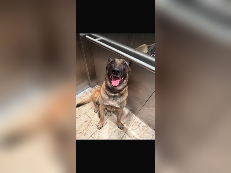 Santos sucht neues Zuhause