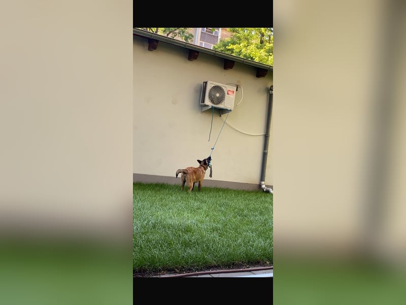 Santos sucht neues Zuhause