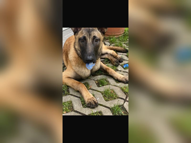 Santos sucht neues Zuhause