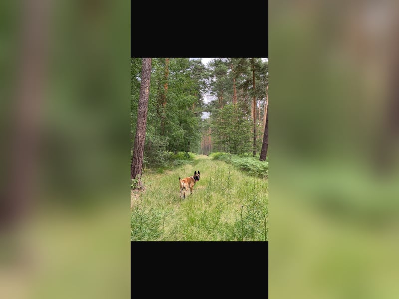 Santos sucht neues Zuhause