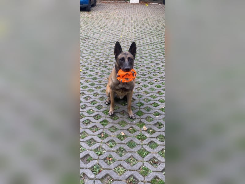 Santos sucht neues Zuhause