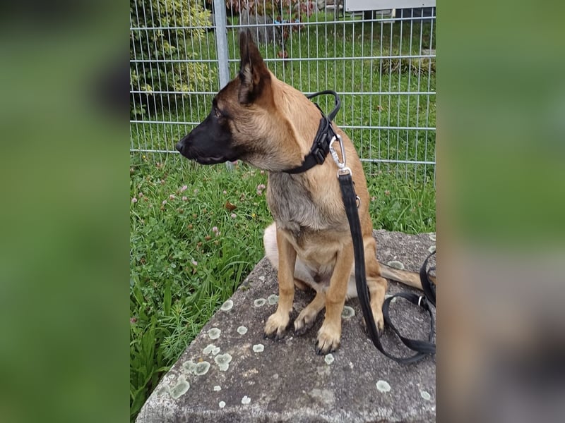 Malinois Junghund