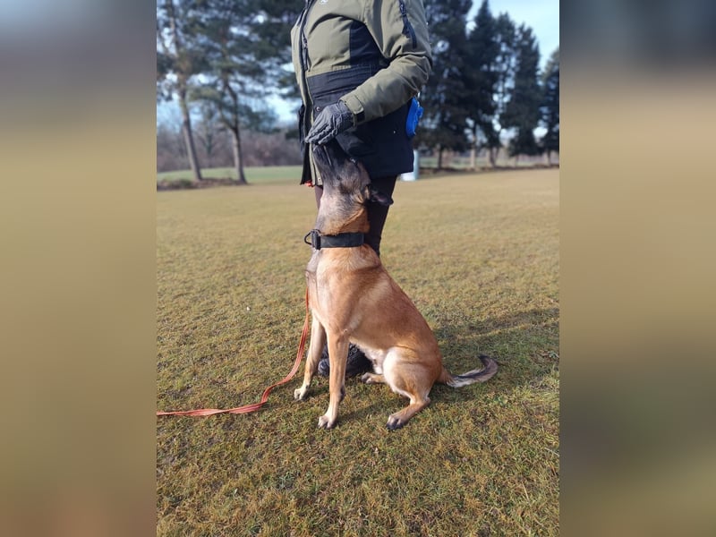 Malinois Junghund