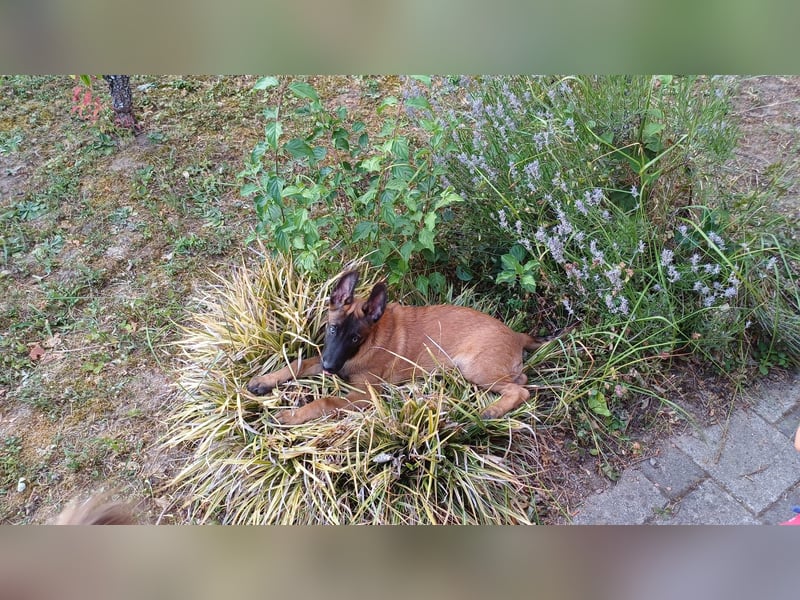 Malinois Junghund