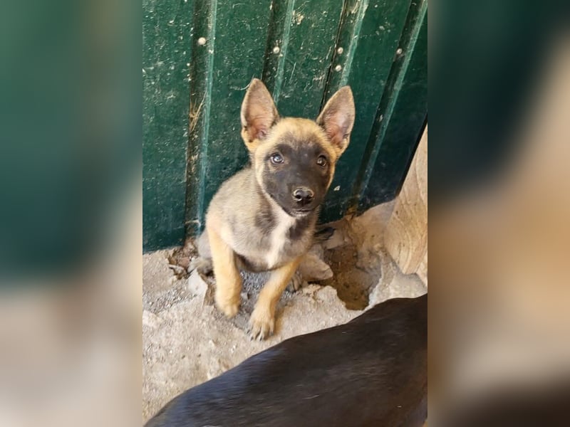 Belg.Schäfi ♥Curly♥ Welpenschnute sucht ihre erfahrenen Menschen ♥