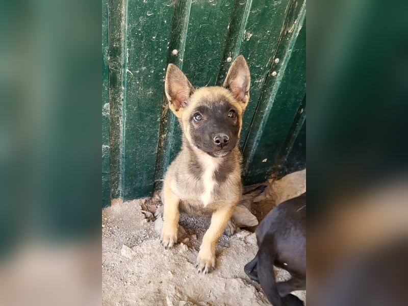 Belg.Schäfi ♥Curly♥ Welpenschnute sucht ihre erfahrenen Menschen ♥