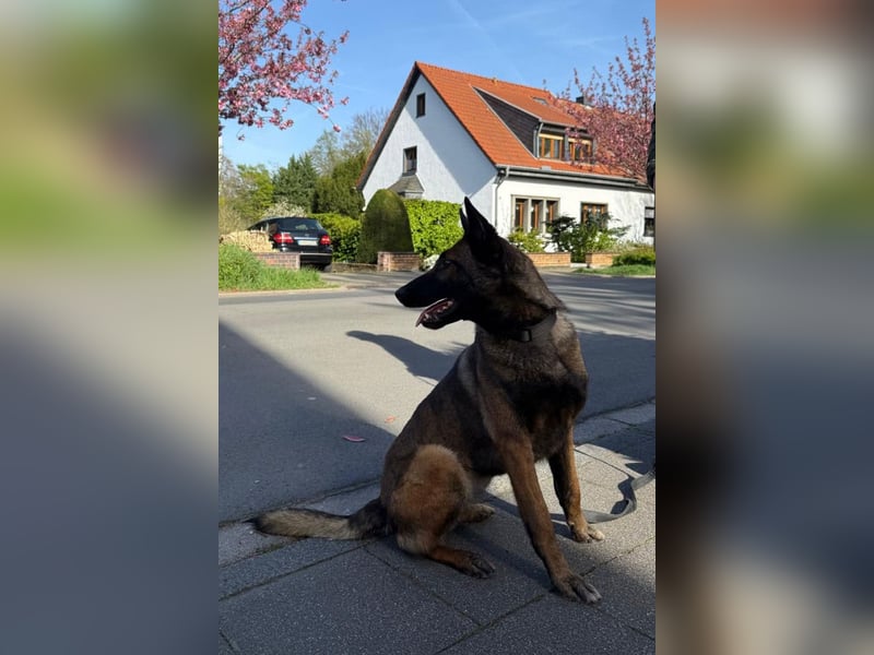 Laika ❤️ wartet in 50259 Pulheim auf deinen Besuch