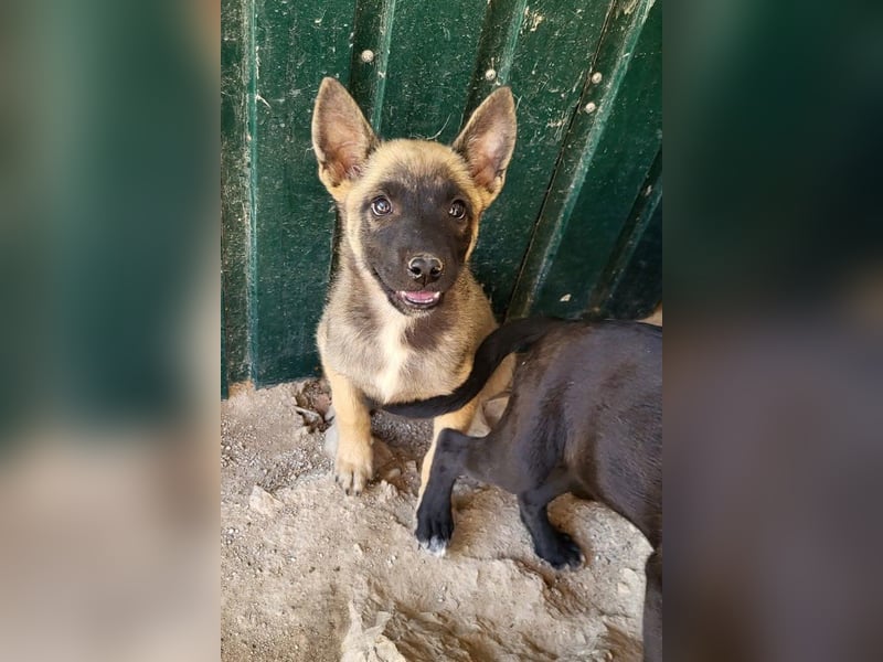 Belg.Schäfi ♥Curly♥ Welpenschnute sucht ihre erfahrenen Menschen ♥