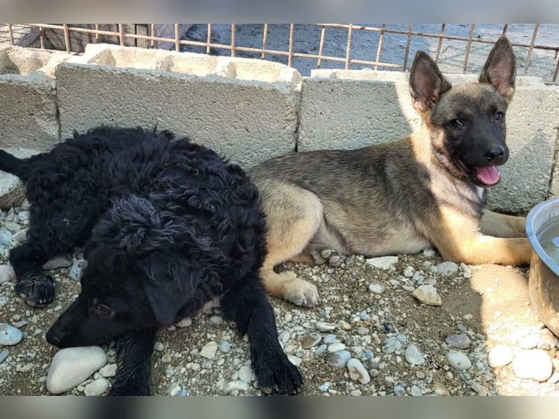 Belg.Schäfi ♥Curly♥ Welpenschnute sucht ihre erfahrenen Menschen ♥