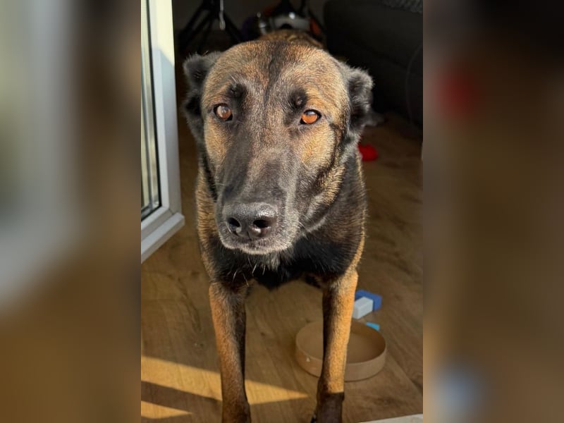 Laika ❤️ wartet in 50259 Pulheim auf deinen Besuch