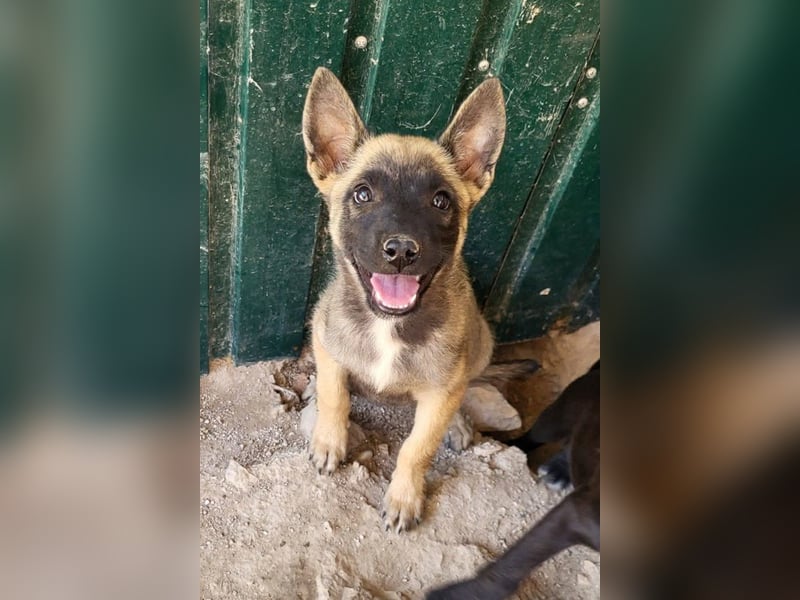Belg.Schäfi ♥Curly♥ Welpenschnute sucht ihre erfahrenen Menschen ♥