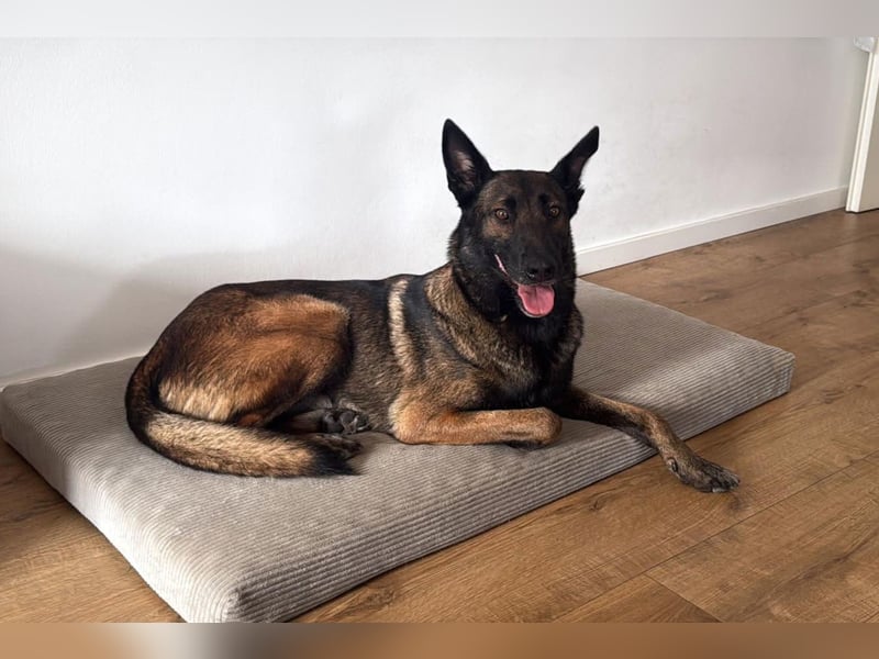 Laika ❤️ wartet in 50259 Pulheim auf deinen Besuch