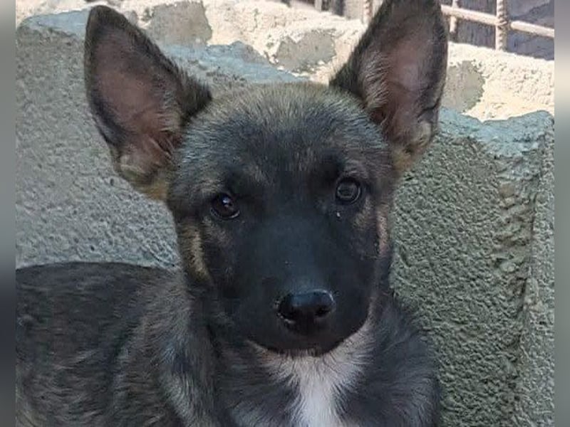 Belg.Schäfi ♥Curly♥ Welpenschnute sucht ihre erfahrenen Menschen ♥