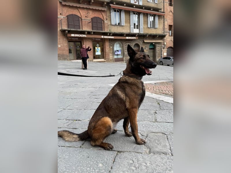 Laika ❤️ wartet in 50259 Pulheim auf deinen Besuch