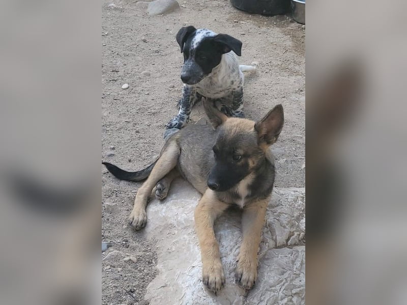 Belg.Schäfi ♥Curly♥ Welpenschnute sucht ihre erfahrenen Menschen ♥