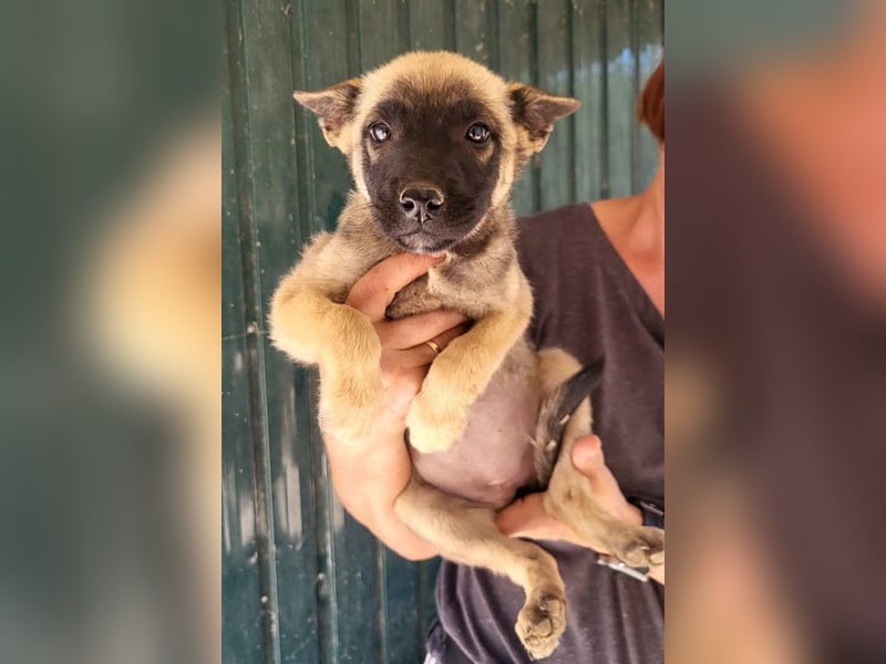 Belg.Schäfi ♥Curly♥ Welpenschnute sucht ihre erfahrenen Menschen ♥