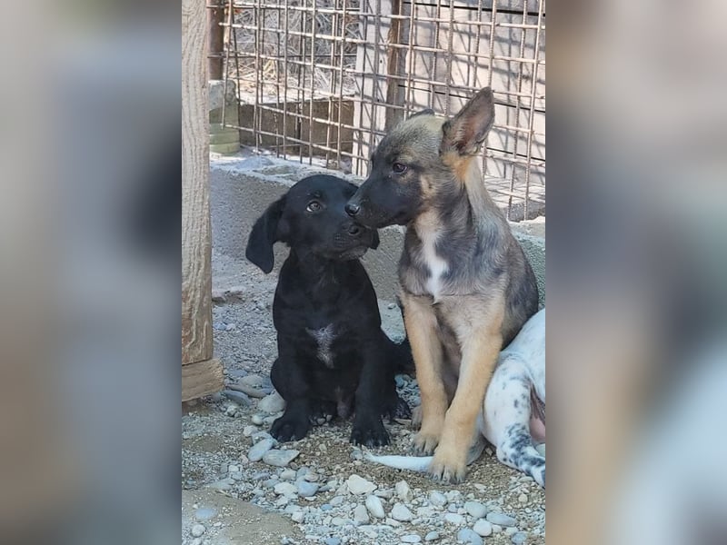 Belg.Schäfi ♥Curly♥ Welpenschnute sucht ihre erfahrenen Menschen ♥