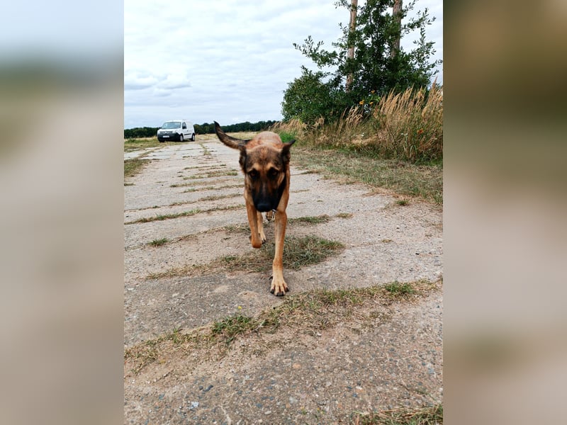 Ina auf Pflegestelle in 04849 Bad Düben