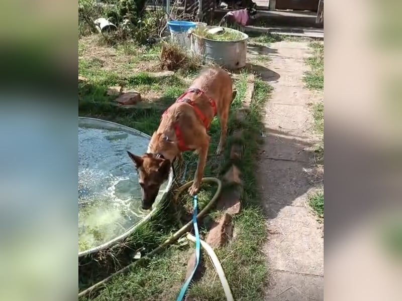 Ina auf Pflegestelle in 04849 Bad Düben