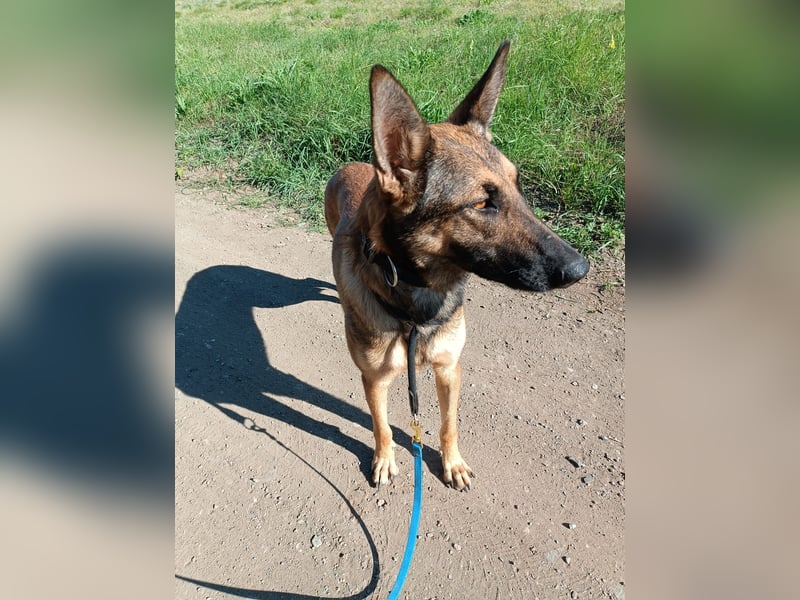 Ina auf Pflegestelle in 04849 Bad Düben