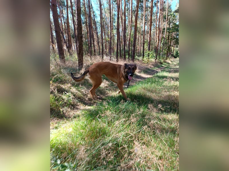 Ina auf Pflegestelle in 04849 Bad Düben