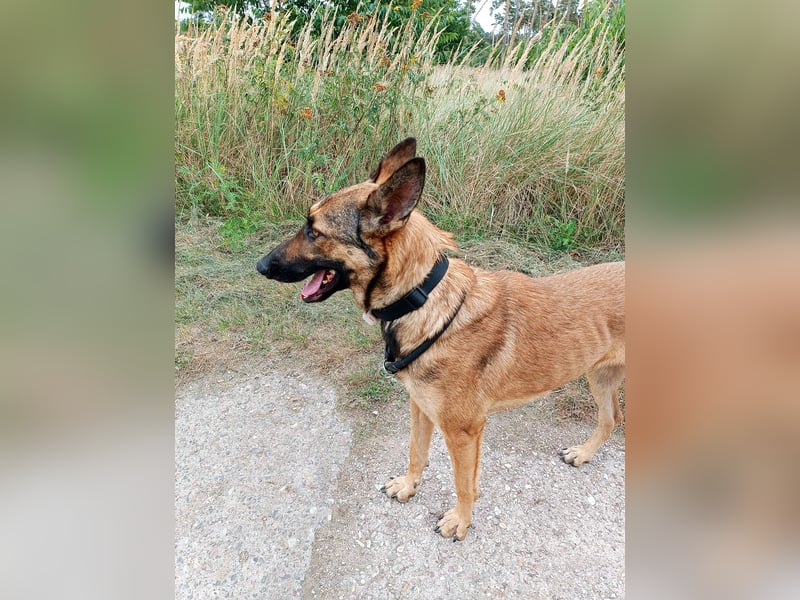 Ina auf Pflegestelle in 04849 Bad Düben