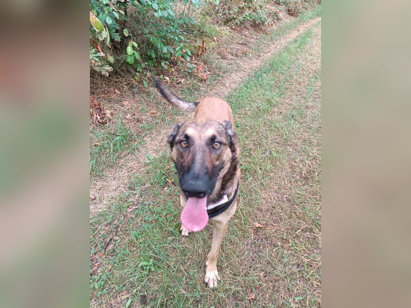 Ina auf Pflegestelle in 04849 Bad Düben