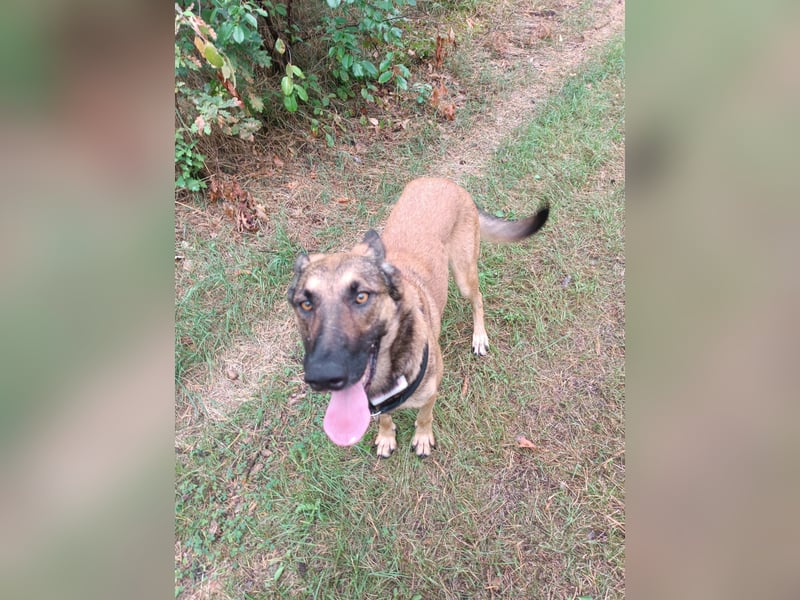 Ina auf Pflegestelle in 04849 Bad Düben