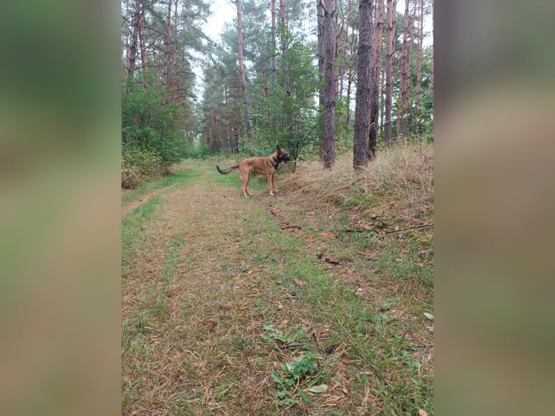Ina auf Pflegestelle in 04849 Bad Düben