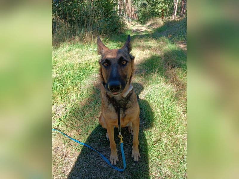 Ina auf Pflegestelle in 04849 Bad Düben