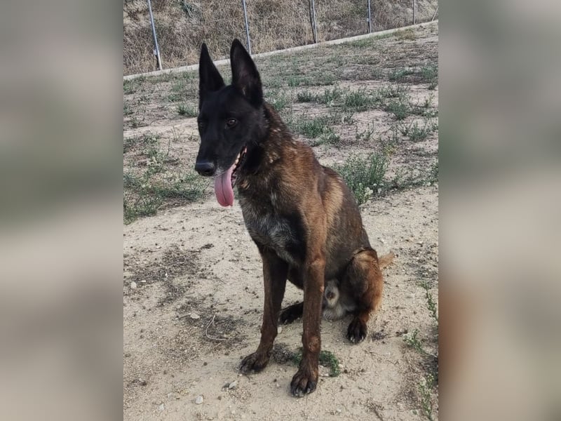 Tito, gehorsam und menschenbezogen