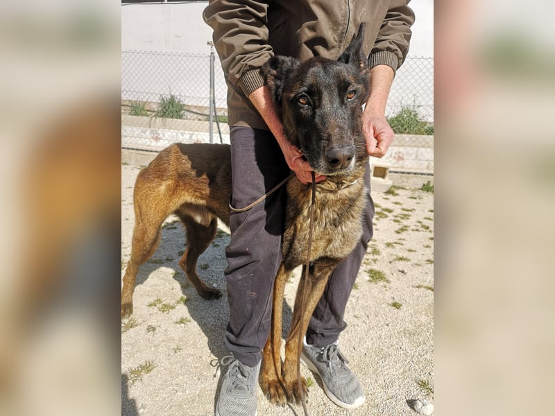 Tito, ehemaliger Polizeihund sucht Happyend