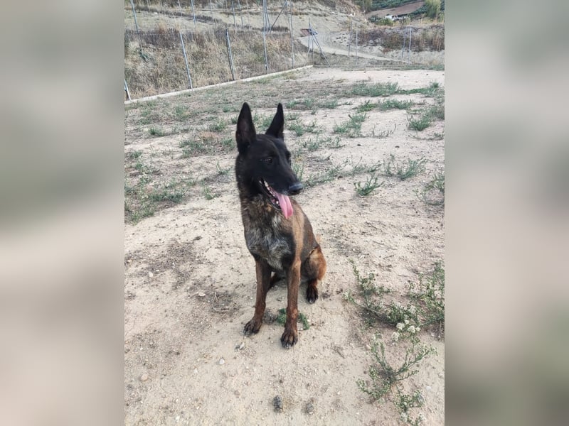 Tito, ehemaliger Polizeihund sucht Happyend