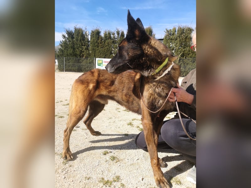 Tito, gehorsam und menschenbezogen