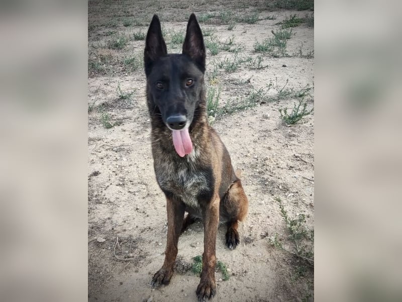 Tito, gehorsam und menschenbezogen