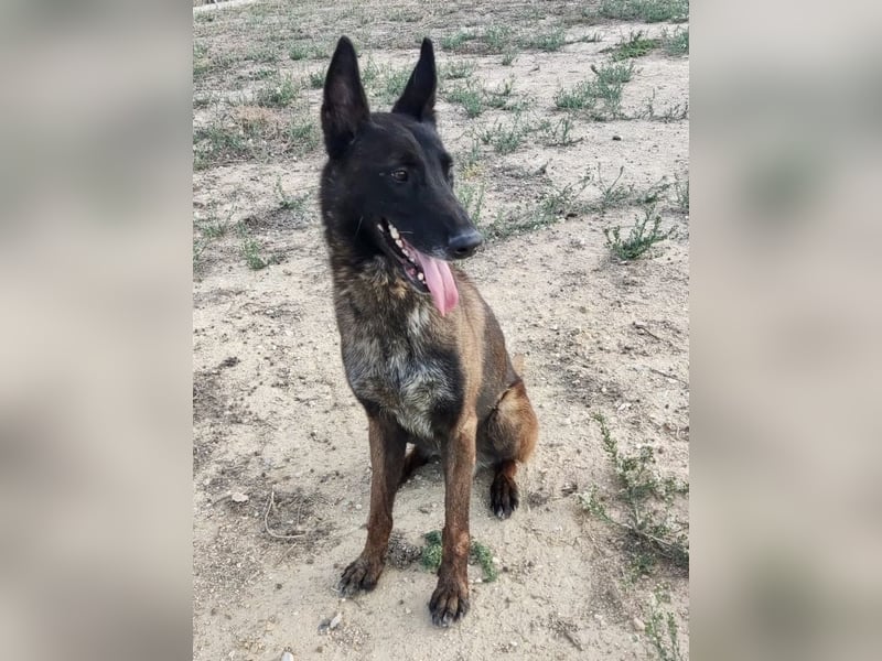 Tito, gehorsam und menschenbezogen