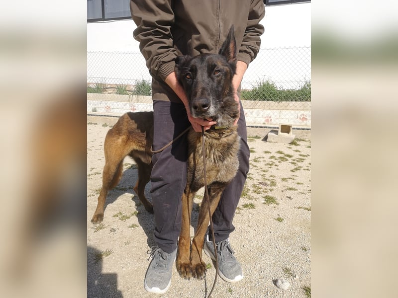 Tito, ehemaliger Polizeihund sucht Happyend