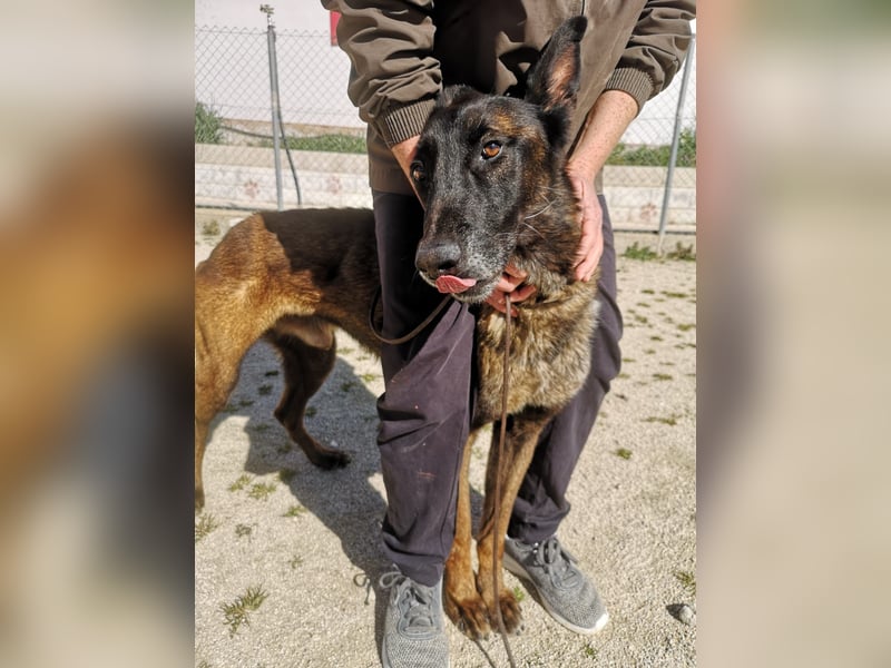 Tito, gehorsam und menschenbezogen